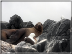 foto Flora e la fauna della Isole Galapagos